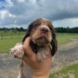 Boy 2 - Liver white and tan male English Springer Spaniel puppy in Fort Meade, Florida from Lake in the Hills Springers
