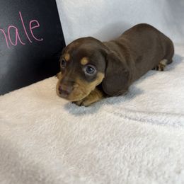 Girl 1 - Chocolate and tan female Dachshund puppy in Stilwell, Oklahoma from Stilwell’s Dachshunds