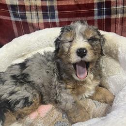 Icicle: Icy - Blue merle female Bernedoodle puppy in Springfield, Missouri from Doodle Dandy Bernedoodles & Aussiedoodles