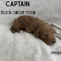 Captain - Red  male Goldendoodle puppy in Inez, Texas from Heavenly H Doodles