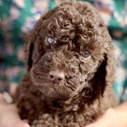 Gloria - Brown female Poodle puppy in Grimsley, Tennessee from Above Standard Poodles