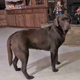 Labrador Retriever All Grown Up from Pond Creek Labradors