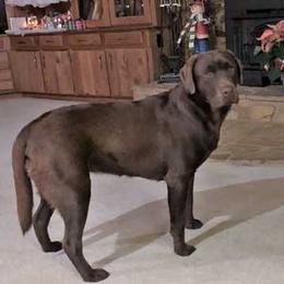 Labrador Retriever All Grown Up from Pond Creek Labradors