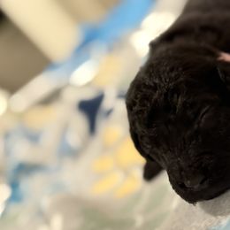 Goldendoodle and Poodle Puppies from Southern Stroll Poodles & Doodles