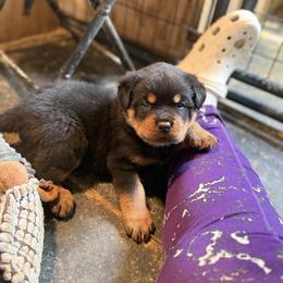Rottweiler Puppies from Von Hause Sarjen
