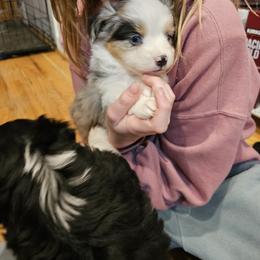 Miniature Australian Shepherd Puppies from Carter's Cuties