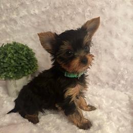 LB boy dk green - Blue and gold male Yorkshire Terrier puppy in Alburnett, Iowa from Hobbs Shire Yorkies