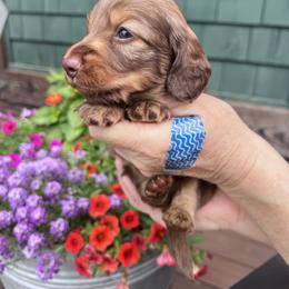 Boy 2 - Chocolate and tan male Dachshund puppy in Gouverneur, New York from Dack Dachshunds
