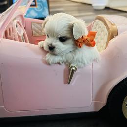 Penelope - White female Maltese puppy in Live Oak, Florida from Pupkin’s Maltese