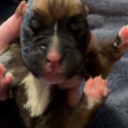 Fawn Boy 1 med stripe on nose - Fawn male Boxer puppy in Graham, Washington from Precious Paws Boxer puppies in WA