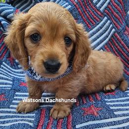 Sparky - Cream male Dachshund puppy in Gilmer, Texas from Watsons Dachshunds
