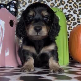 Cranberry Price is 2395 - Black and cream female Dachshund puppy in Floresville, Texas from Muddy River Dachshunds