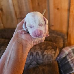 Gray Collar - Lemon and white male Beagle puppy in Knoxville, Tennessee from River Valley Hounds