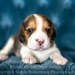 Beagle and Cavalier King Charles Spaniel Puppies from Kazuri Beagles and Cavaliers