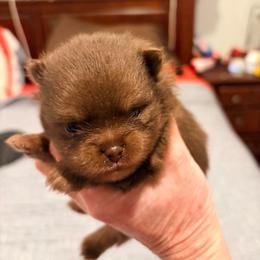 Thomas - Chocolate and tan male Pomeranian puppy in Bethel, Ohio from J&A Poms