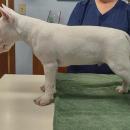 Bull Terrier Puppies from Glentom Bull Terriers