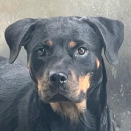 Rayna - Rottweiler