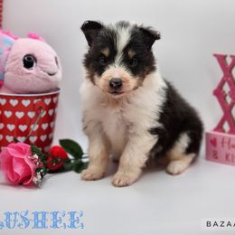 Shetland Sheepdog Puppies from DK'S Sassy River Shelties