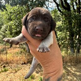 Laura Lee - Liver roan female German Shorthaired Pointer puppy in Redding, California from Macushla Kennel