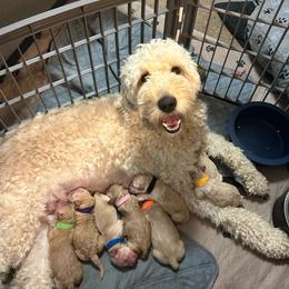 Goldendoodle puppies from ZuGolden Retrievers & Doodles