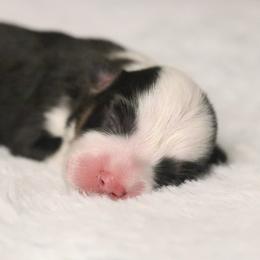 Snowy - Black and tan female Pembroke Welsh Corgi puppy in Fayetteville, Arkansas from Intergalactic Corgis