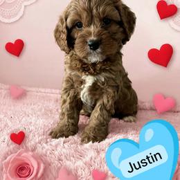 Justin - Red male Cavapoo puppy in Mint Hill, North Carolina from DoodleForever