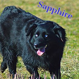 Sapphire - Miniature Australian Shepherd