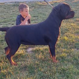 Rottweiler Puppies from White Haus Rottweilers