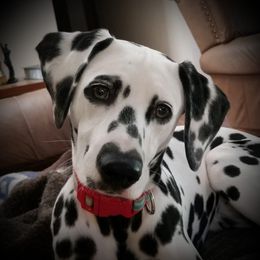 Dalmatians from Ronna Hill's Dalmatians