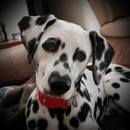 Dalmatians from Ronna Hill's Dalmatians