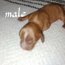 Garrett - Ruby male Cavalier King Charles Spaniel puppy in Lambertville, Michigan from Dream Dog LLC