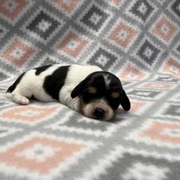 Puppy 3 - Piebald female Dachshund puppy in Hoover, Alabama from Tide Town Doxies