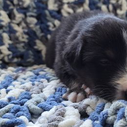 Australian Shepherd Puppies from Slemmer Aussies