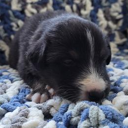 Australian Shepherd Puppies from Slemmer Aussies
