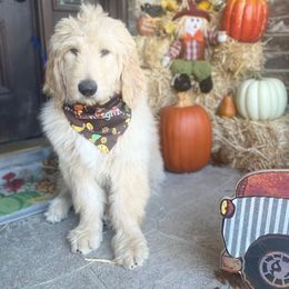 Goldendoodle Puppies from RKay K9s