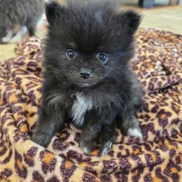 Girl 1 - Black parti female Pomeranian puppy in Wilder, Idaho from Mary's Pomeranians