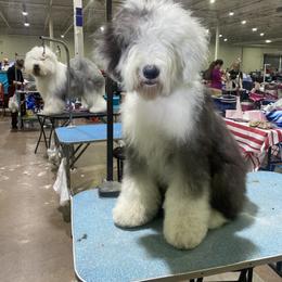 Old English Sheepdog Puppies from Yadah Sheepdogs