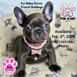 Joy - Tricolors female French Bulldog puppy in Michigan from Fur Baby Farms