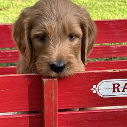 Bernedoodle and Goldendoodle Puppies from Ruby's Doodles