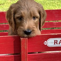 Bernedoodle and Goldendoodle Puppies from Ruby's Doodles