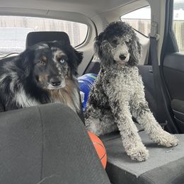 Aussiedoodles and Miniature Australian Shepherds from Braxton’s Buddies