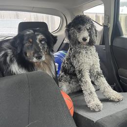 Aussiedoodles and Miniature Australian Shepherds from Braxton’s Buddies