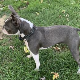 Blue - Boston Terrier