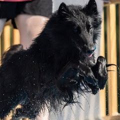 Belgian Sheepdogs from Poetry’s Bend Belgian Sheepdogs