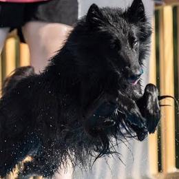 Belgian Sheepdogs from Poetry’s Bend Belgian Sheepdogs
