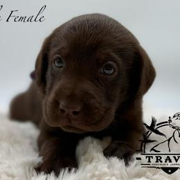 Purple - Chocolate female Labrador Retriever puppy in San Diego County, California from Travis’ Chocolate Labradors