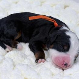 Nectar - Tri-color male Bernedoodle puppy in Fleming, Colorado from Vandenbark Doodles