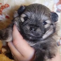 Rumi - Orange sable female Pomeranian puppy in Buffalo, New York from HERRPOMS