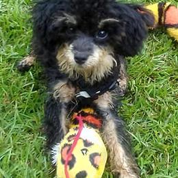 Maltipoos and Poodles from Precious Pups