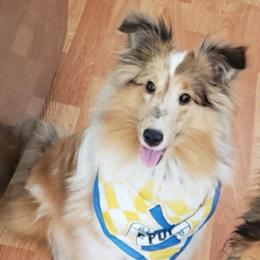 Daisy - Shetland Sheepdog